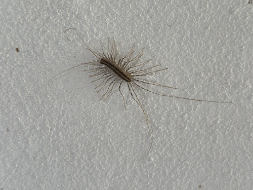 Sphendononema guildingii