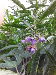 Solanum nitidum