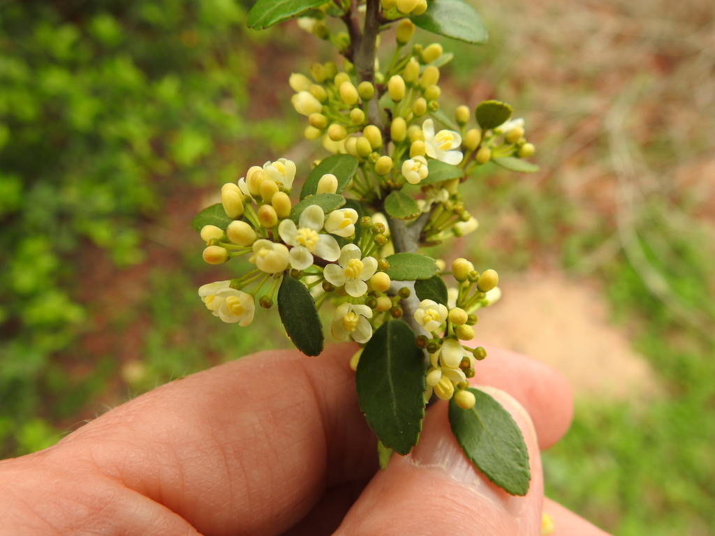 Yaupon Holly from Bastrop County, TX, USA on March 31, 2024 at 08:51 AM ...