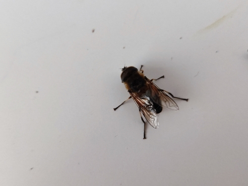 Eristalis similis
