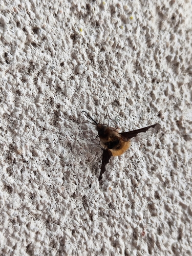 Greater Bee Fly