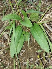 Phlomis herba-venti herba-venti