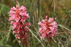 Satyrium hallackii ocellatum