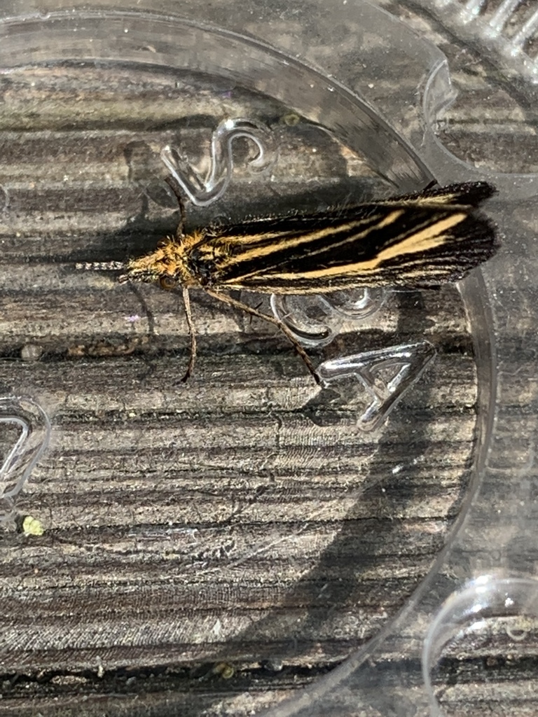 California Mortarjoint Caddisfly