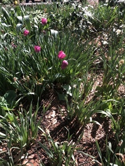 Tulipa gesneriana