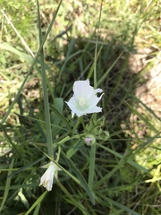 Callirhoe alcaeoides