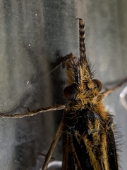 Nerophilus californicus