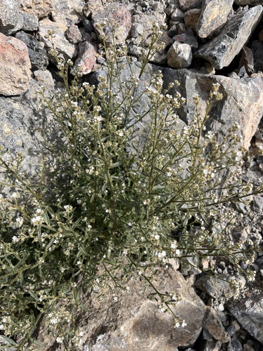 winged cryptantha (Johnstonella holoptera)
