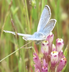 Icaricia icarioides pardalis