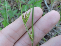 Scleria ciliata