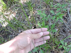 Scleria ciliata