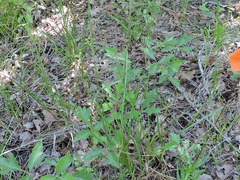 Scleria ciliata