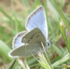 Icaricia icarioides pardalis