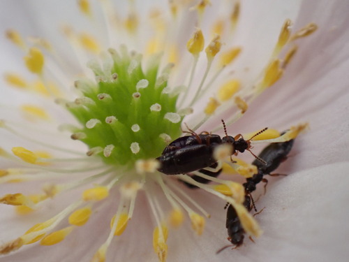 Eusphalerum atrum