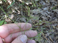 Spermolepis