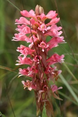 Satyrium hallackii ocellatum