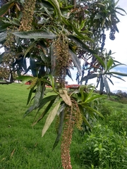 Escallonia pendula