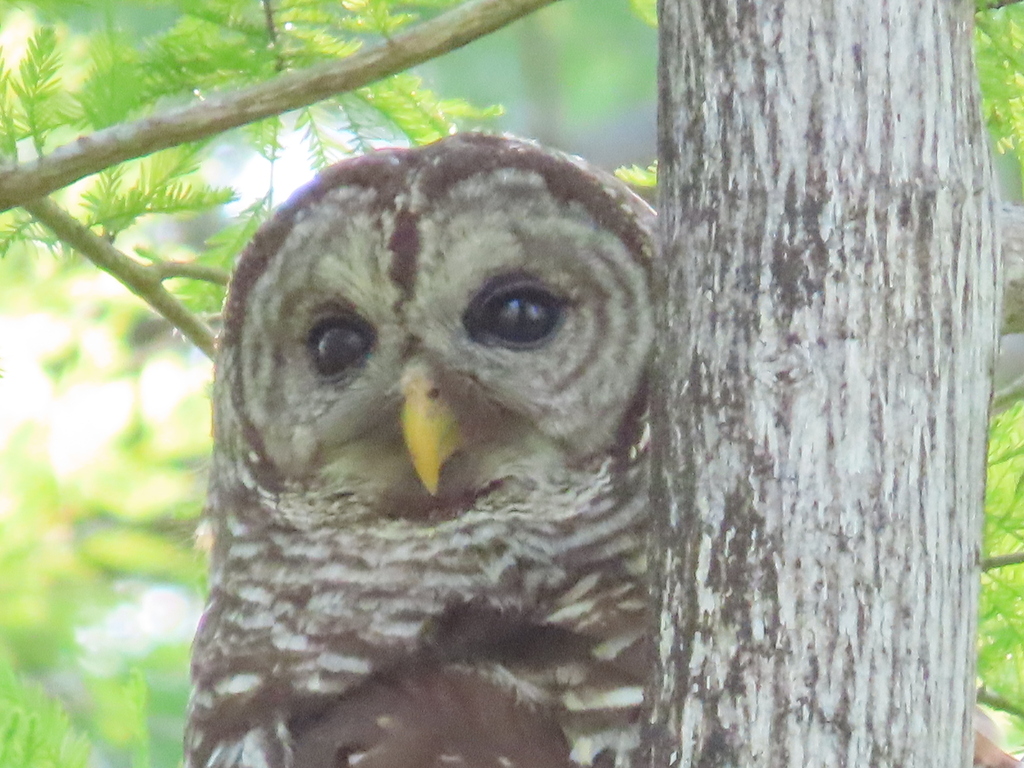 Barred Owl From Six Mile Cypress Slough Preserve Fort Myers Fl 33966 Usa On March 31 2024 At 5355