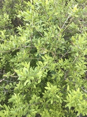 Forestiera pubescens pubescens