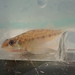 Pearl Darter - Photo (c) Noah Daun, some rights reserved (CC BY-NC), uploaded by Noah Daun