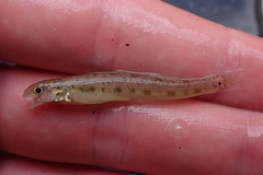 Pearl Darter photo 3