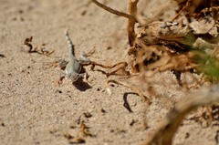 Callisaurus draconoides rhodostictus