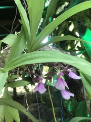 Encyclia cordigera