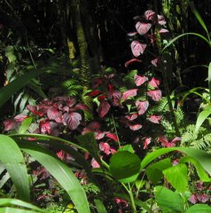 Iresine diffusa herbstii