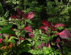 Iresine diffusa herbstii