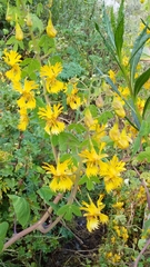 Tropaeolum seemannii