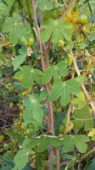 Tropaeolum seemannii