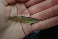 Pearl Darter photo 4