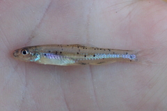 Gulf Chub photo 3
