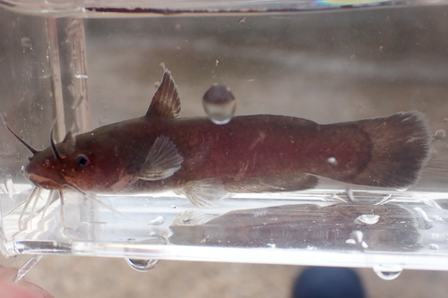 Black madtom (Noturus funebris) — Ictaluridae