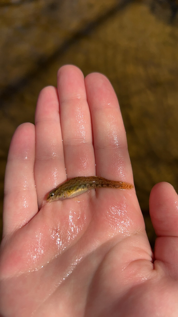 Rainbow Darter from Cherokee County, US-GA, US on March 30, 2024 at 04: ...