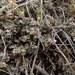 Chenopodium desertorum microphyllum - Photo (c) Ralph Foster, algunos derechos reservados (CC BY-NC), subido por Ralph Foster