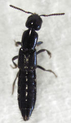 Linosomus socius