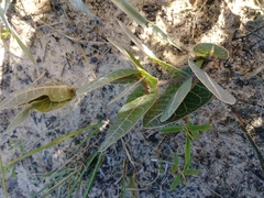 Asclepias humistrata image