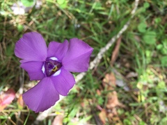 Ennealophus foliosus