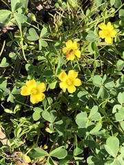 Oxalis texana