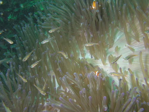 Midget cardinalfish (Ostorhinchus nanus) — Apogonidae — 3