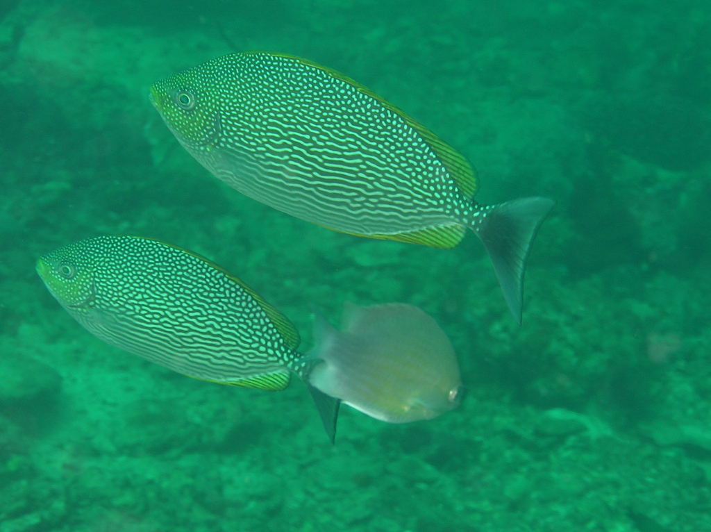 Java Rabbitfish from ARP Mamutik on May 19, 2007 at 11:54 AM by Ditch ...