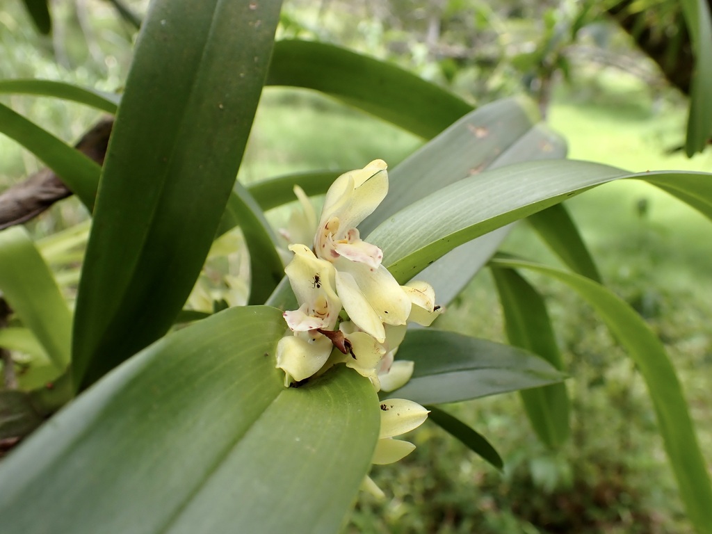 Maxillaria bracteata