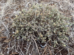 Chenopodium desertorum microphyllum