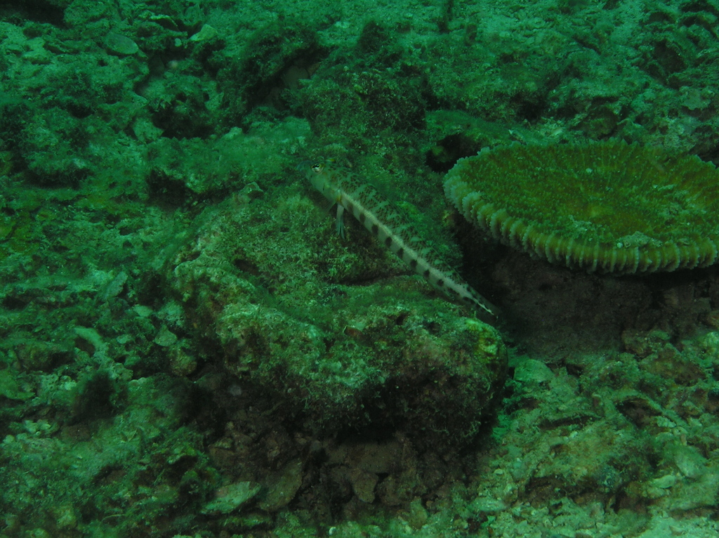 Java Sandperch