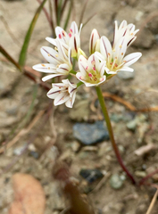 Allium lacunosum