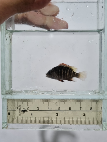 Lutjanus argentimaculatus