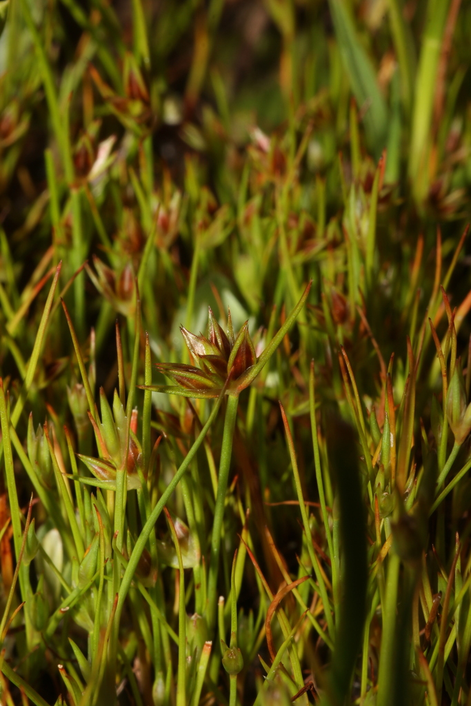 Dwarf Rushes dwarf rush from Solano County, CA, USA on March 30, 2024 at 03:04 PM by ...