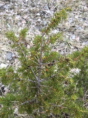 Juniperus