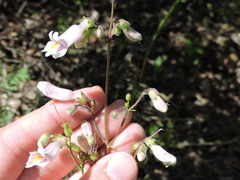 Penstemon laxiflorus